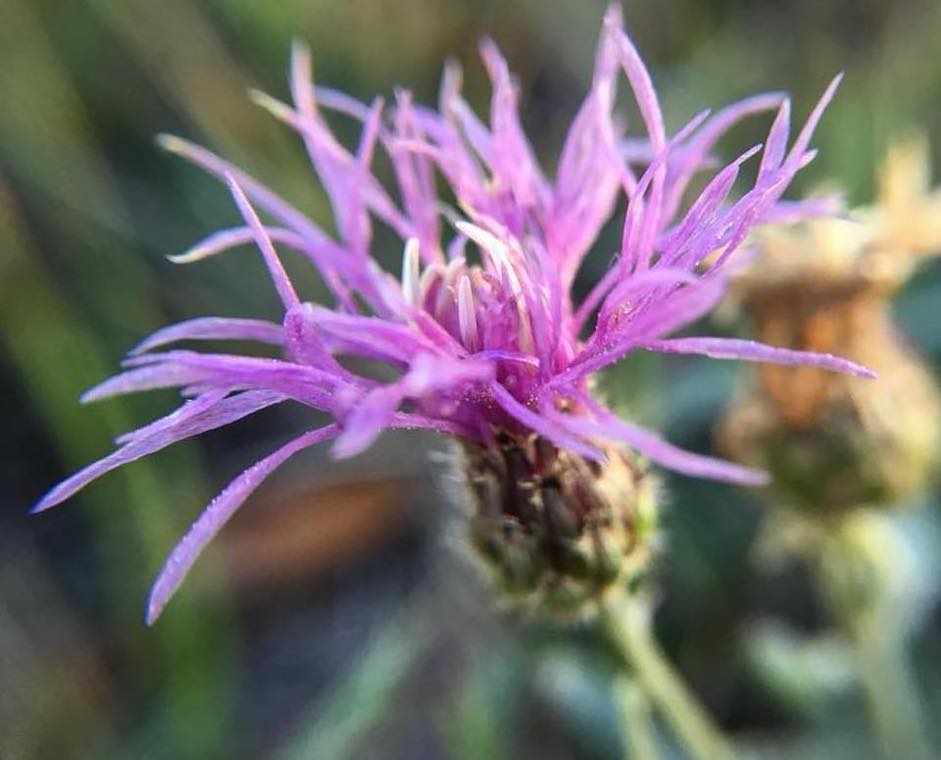 Russian Knapweed