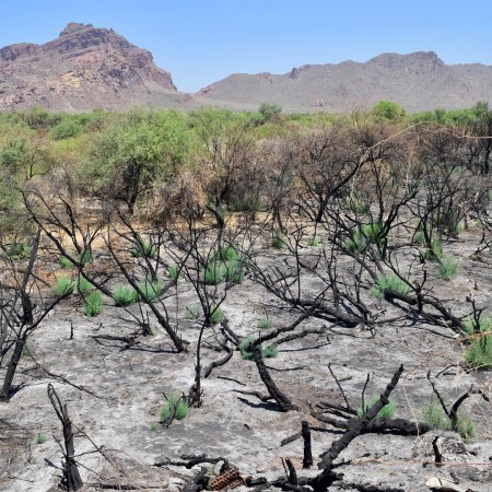 Salt Cedar: List B Salt Cedar: List B