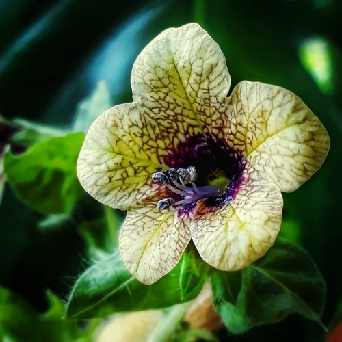 Black Henbane