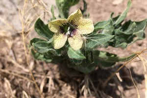 Black Henbane: List B