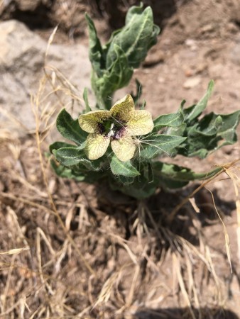 Black Henbane: List B Black Henbane: List B