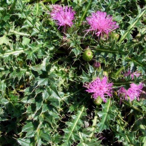 Canadian Thistle