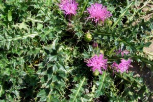 Canadian Thistle: List B