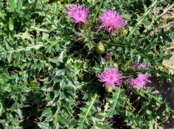 Canadian Thistle: List B Canadian Thistle: List B