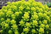 Cypress Spurge