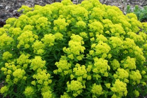 Cypress Spurge: List A