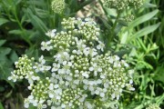 Hoary Cress