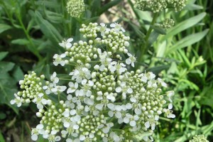 Hoary Cress: List B 