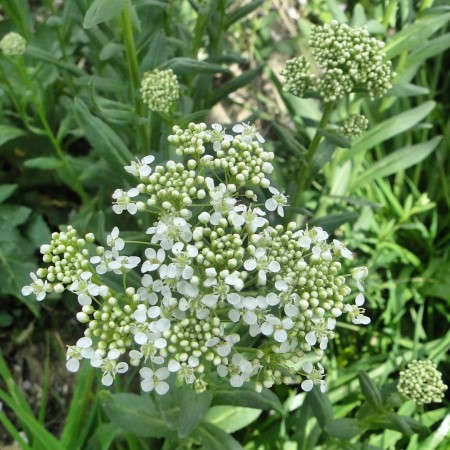 Hoary Cress: List B  Hoary Cress: List B