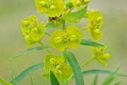 Leafy Spurge 