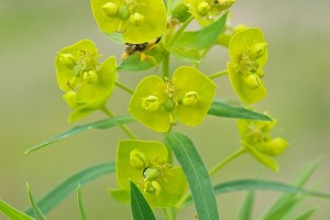 Leafy Spurge: List B