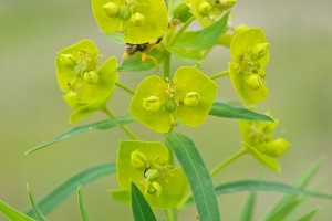 Leafy Spurge: List B