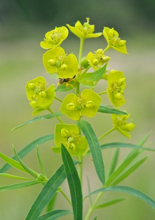 Leafy Spurge: List B Leafy Spurge: List B