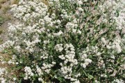 Perennial Pepperweed