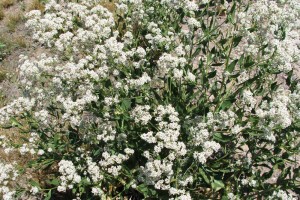 Perennial Pepperweed: List B