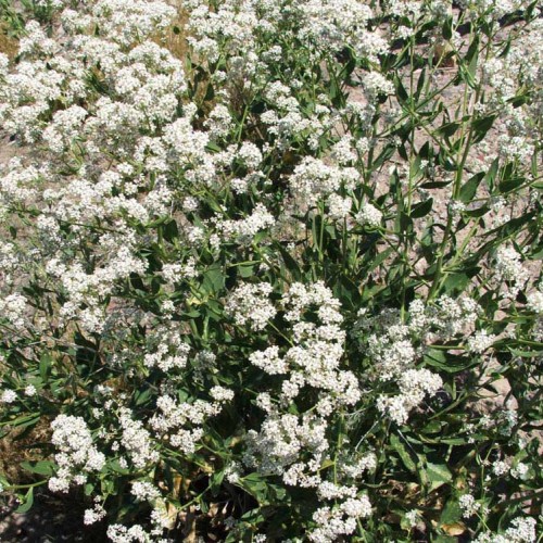 Perennial Pepperweed