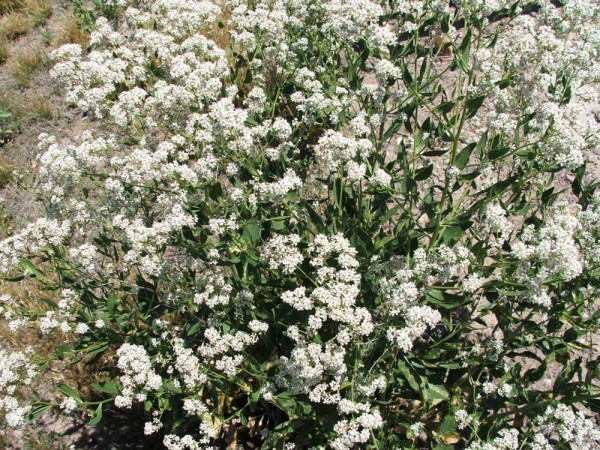 Perennial Pepperweed: List B Perennial Pepperweed: List B