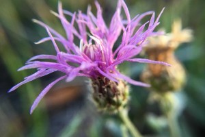 Russian Knapweed: List B