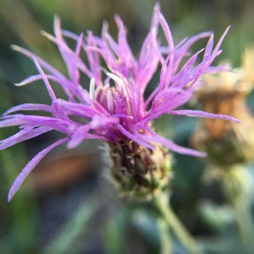 Russian Knapweed