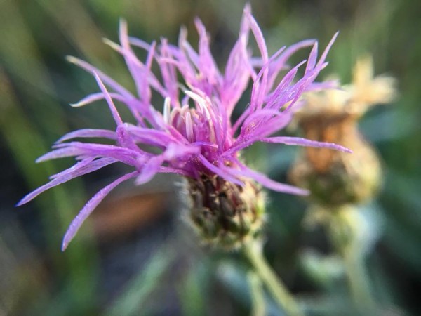 Russian Knapweed: List B Russian Knapweed: List B
