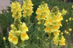 Yellow Toadflax: List B