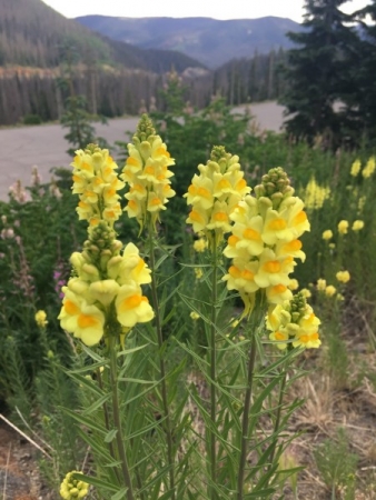 Yellow Toadflax: List B Yellow Toadflax: List B