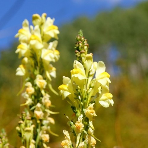 Yellow Toadflax