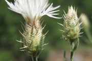 Diffuse Knapweed