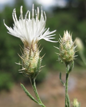Diffuse Knapweed: List B Diffuse Knapweed: List B