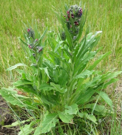 Houndstongue: List B Houndstongue: List B