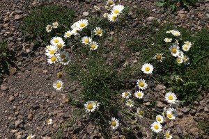 Oxeye Daisy: List B