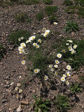 Oxeye Daisy: List B Oxeye Daisy: List B