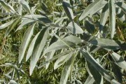 Russian Olive