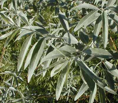 Russian Olive: List B Russian Olive: List B