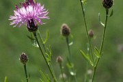 Spotted Knapweed