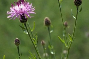 Spotted Knapweed: List B