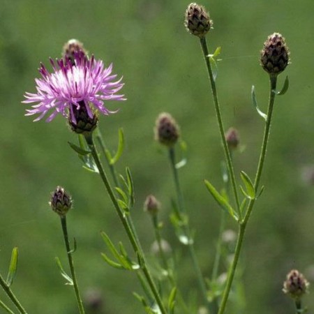 Spotted Knapweed: List B Spotted Knapweed: List B