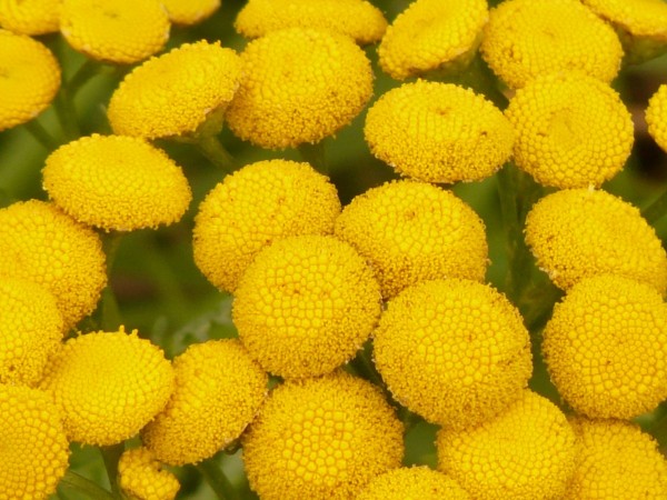 Common Tansy: List B Common Tansy: List B